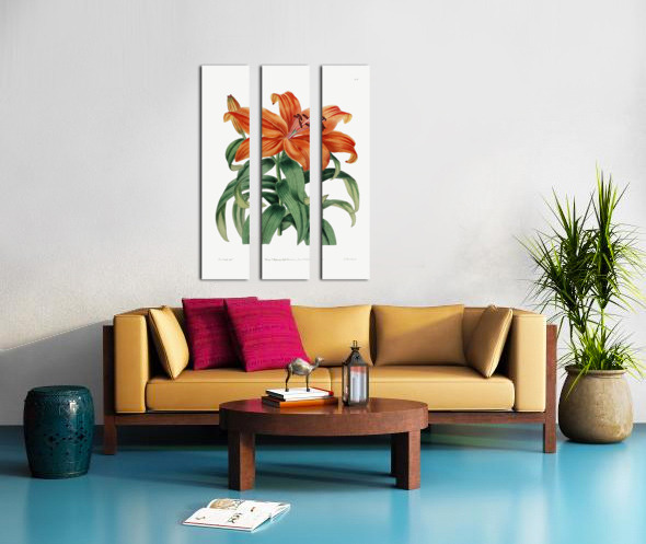 Thunbergs orange lily from Edwards Botanical Register 1829-1847  by Sydenham Edwards John Lindley and James Ridgway. Split Canvas print