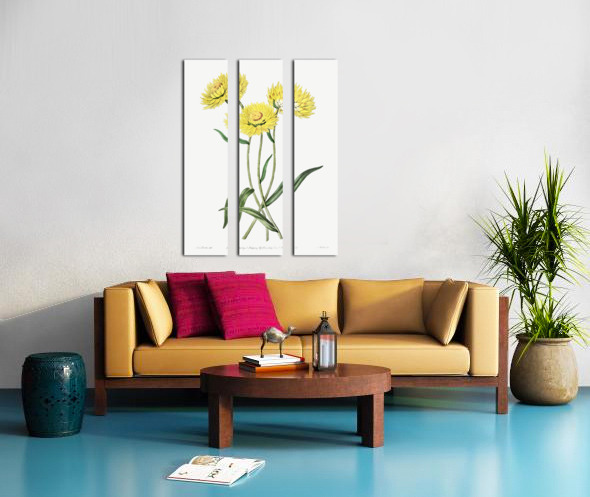 Two-coloured Helichrysum from Edwards Botanical Register 1829-1847  by Sydenham Edwards John Lindley and James Ridgway. Split Canvas print