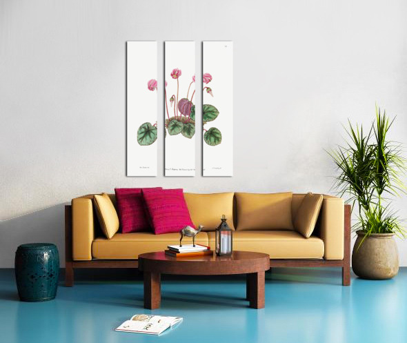 Shore cyclamen from Edwards Botanical Register 1829-1847  by Sydenham Edwards John Lindley and James Ridgway. Split Canvas print