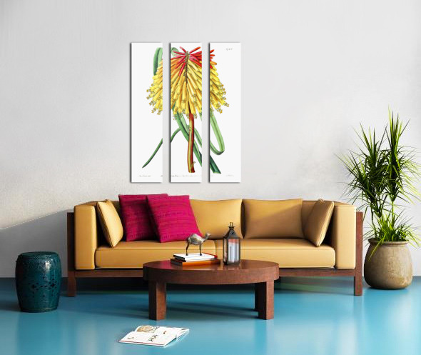 Burchells tritoma from Edwards Botanical Register 1829-1847  by Sydenham Edwards John Lindley and James Ridgway. Split Canvas print