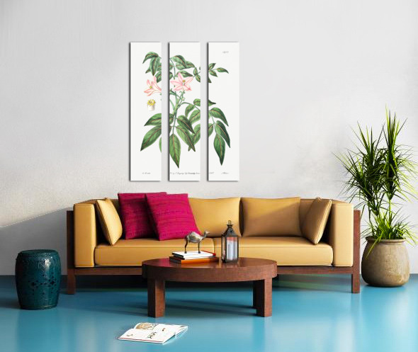 Pink Turraea pinnata from Edwards Botanical Register 1829-1847  by Sydenham Edwards John Lindley and James Ridgway. Split Canvas print