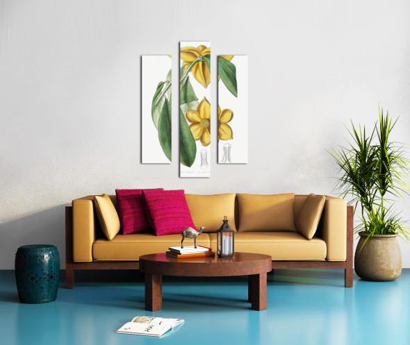 Laurel-leaved custard apple from Edwards Botanical Register 1829-1847  by Sydenham Edwards John Lindley and James Ridgway. Canvas print