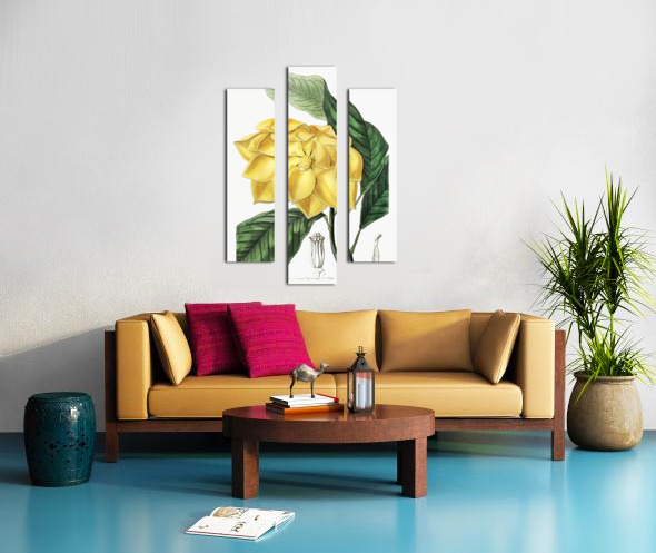 De Candolles talaum tree from Edwards Botanical Register 1829-1847  by Sydenham Edwards John Lindley and James Ridgway. Canvas print