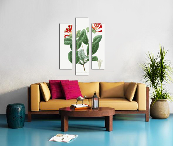 The north-west honeysuckle from Edwards Botanical Register 1829-1847  by Sydenham Edwards John Lindley and James Ridgway. Canvas print