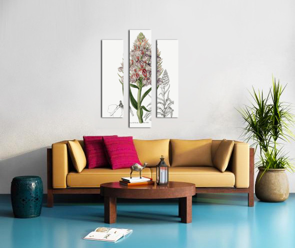 Leafy spiked orchis from Edwards Botanical Register 1829-1847  by Sydenham Edwards John Lindley and James Ridgway. Canvas print