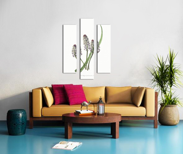 Meadow squill from Edwards Botanical Register 1829-1847  by Sydenham Edwards John Lindley and James Ridgway. Canvas print