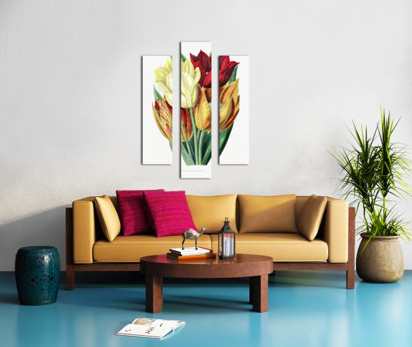 Rough stemmed tulip from Edwards Botanical Register 1829-1847  by Sydenham Edwards John Lindley and James Ridgway. Canvas print