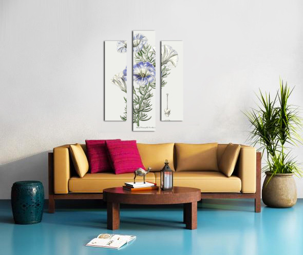 Sky blue alona from Edwards Botanical Register 1829-1847  by Sydenham Edwards John Lindley and James Ridgway. Canvas print