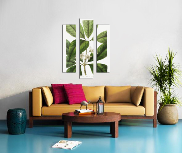 Large-leaved tristania from Edwards Botanical Register 1829-1847  by Sydenham Edwards John Lindley and James Ridgway. Canvas print