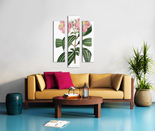 Starry osbeckia from Edwards Botanical Register 1829-1847  by Sydenham Edwards John Lindley and James Ridgway. Canvas print