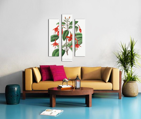 Standishs fuchsia from Edwards Botanical Register 1829-1847  by Sydenham Edwards John Lindley and James Ridgway. Canvas print