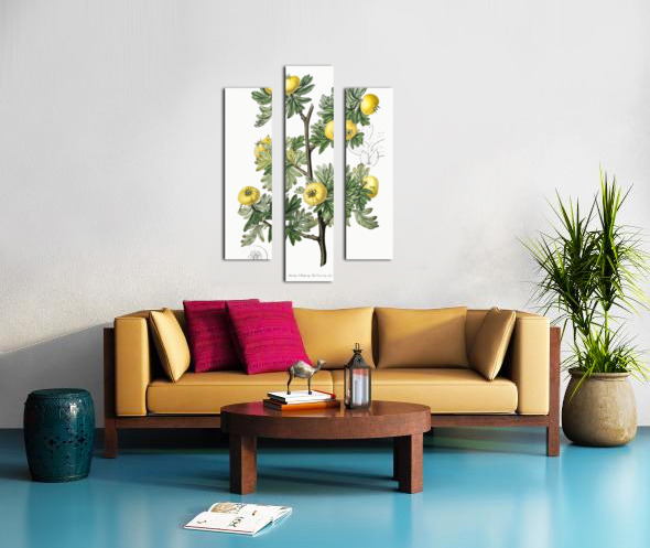 Tansy-leaved hawthorn from Edwards Botanical Register 1829-1847  by Sydenham Edwards John Lindley and James Ridgway. Canvas print