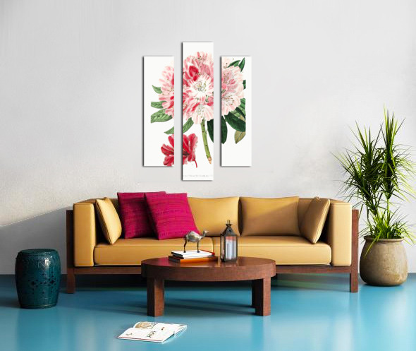 The lovely rhododendron from Edwards Botanical Register 1829-1847  by Sydenham Edwards John Lindley and James Ridgway. Canvas print