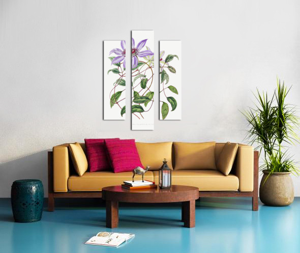 Violet clematis flower from Edwards Botanical Register 1829-1847  by Sydenham Edwards John Lindley and James Ridgway. Canvas print