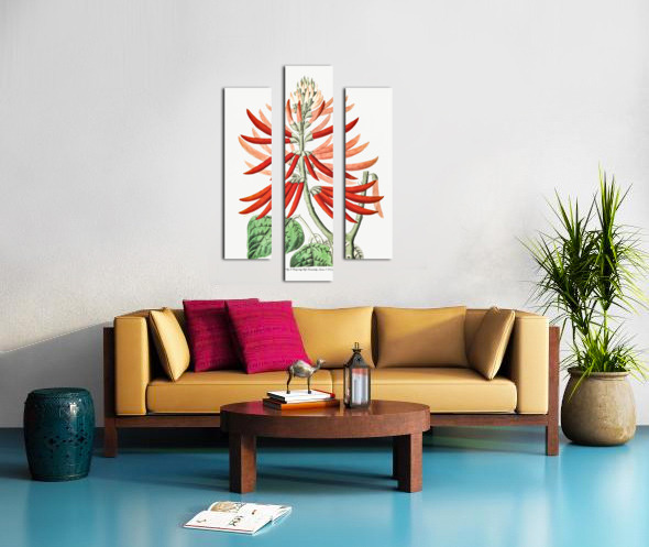 Naked-flowering Erythrina from Edwards Botanical Register 1829-1847  by Sydenham Edwards John Lindley and James Ridgway. Canvas print