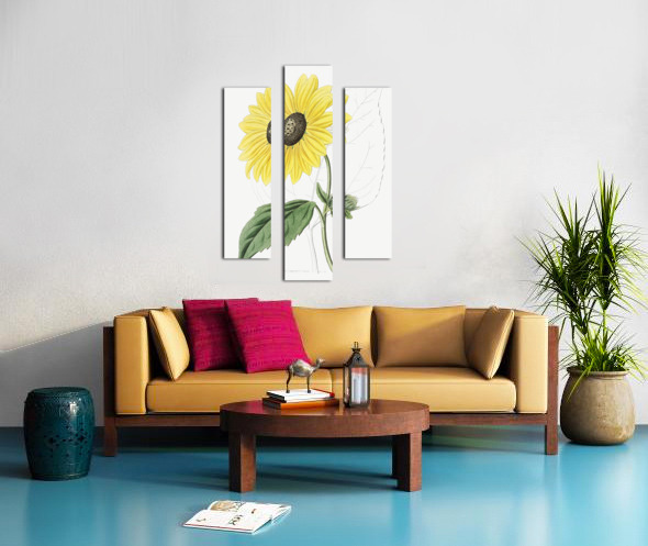 Californian Sunflower from Edwards Botanical Register 1829-1847  by Sydenham Edwards John Lindley and James Ridgway. Canvas print