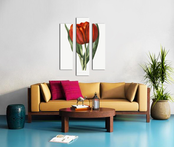 Gesners tulip from Edwards Botanical Register 1829-1847  by Sydenham Edwards John Lindley and James Ridgway. Canvas print