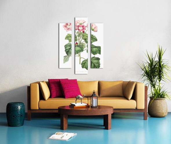 Rhomb leaved palavia from Edwards Botanical Register 1829-1847  by Sydenham Edwards John Lindley and James Ridgway. Canvas print