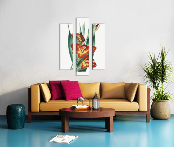 The parrot gladiole from Edwards Botanical Register 1829-1847  by Sydenham Edwards John Lindley and James Ridgway. Canvas print