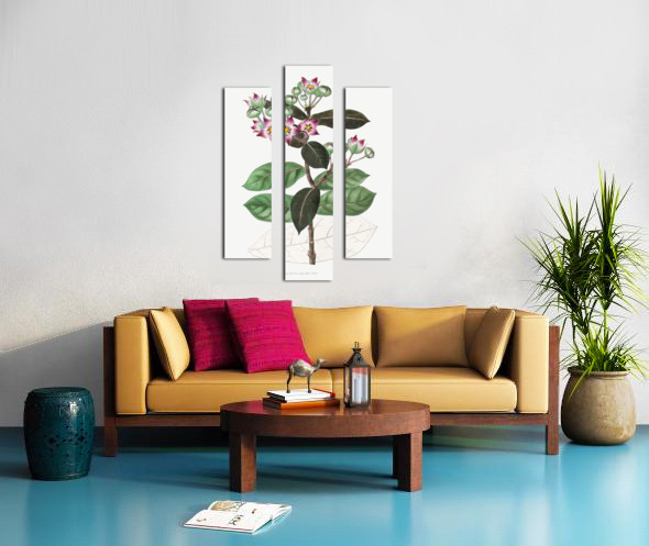 Tall calotropis from Edwards Botanical Register 1829-1847  by Sydenham Edwards John Lindley and James Ridgway. Canvas print