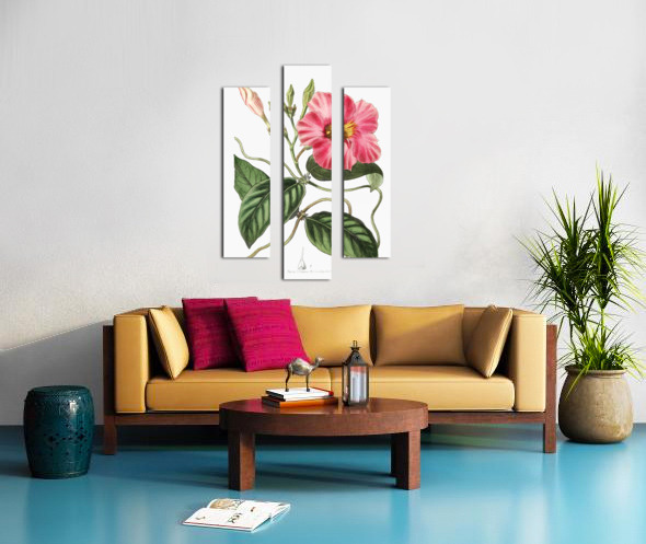 Knob-jointed dipladenia from Edwards Botanical Register 1829-1847  by Sydenham Edwards John Lindley and James Ridgway. Canvas print