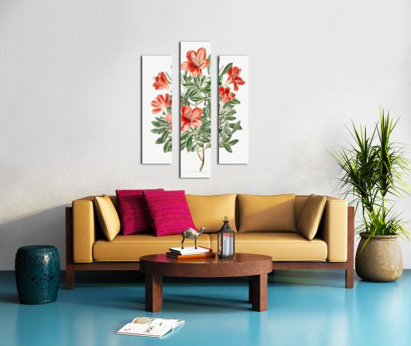 The brick-red Chinese azalea from Edwards Botanical Register 1829-1847  by Sydenham Edwards John Lindley and James Ridgway. Canvas print