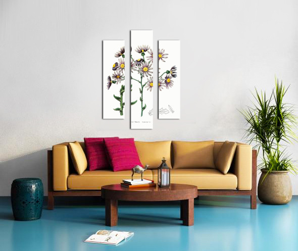 Lilac senecio from Edwards Botanical Register 1829-1847  by Sydenham Edwards John Lindley and James Ridgway. Canvas print