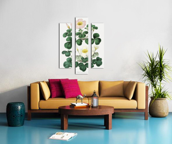 Variable oxalis from Edwards Botanical Register 1829-1847  by Sydenham Edwards John Lindley and James Ridgway. Canvas print