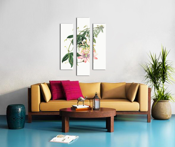 Mrs.Marryats tacsonia from Edwards Botanical Register 1829-1847  by Sydenham Edwards John Lindley and James Ridgway. Canvas print