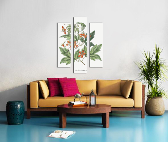 Red loasa from Edwards Botanical Register 1829-1847  by Sydenham Edwards John Lindley and James Ridgway. Canvas print