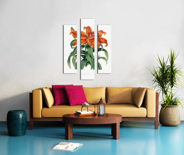 Thunbergs orange lily from Edwards Botanical Register 1829-1847  by Sydenham Edwards John Lindley and James Ridgway. Canvas print
