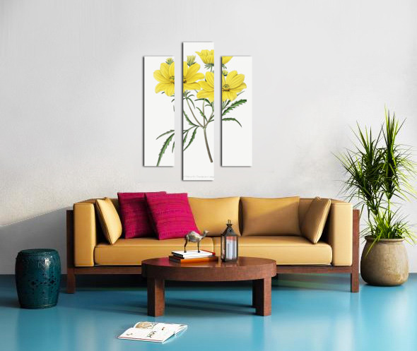 Golden coreopsis from Edwards Botanical Register 1829-1847  by Sydenham Edwards John Lindley and James Ridgway. Canvas print