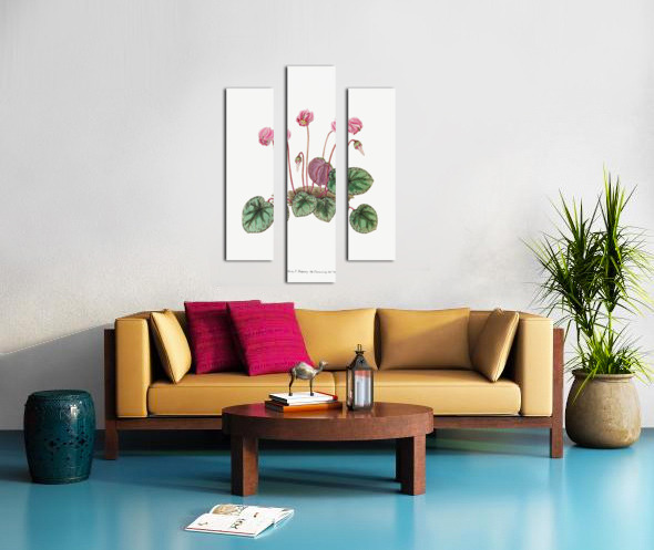 Shore cyclamen from Edwards Botanical Register 1829-1847  by Sydenham Edwards John Lindley and James Ridgway. Canvas print