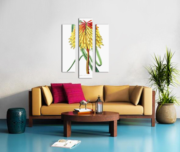 Burchells tritoma from Edwards Botanical Register 1829-1847  by Sydenham Edwards John Lindley and James Ridgway. Canvas print