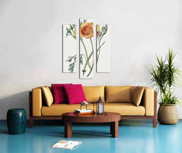 Saffron colored eschscholzia from Edwards Botanical Register 1829-1847  by Sydenham Edwards John Lindley and James Ridgway. Canvas print