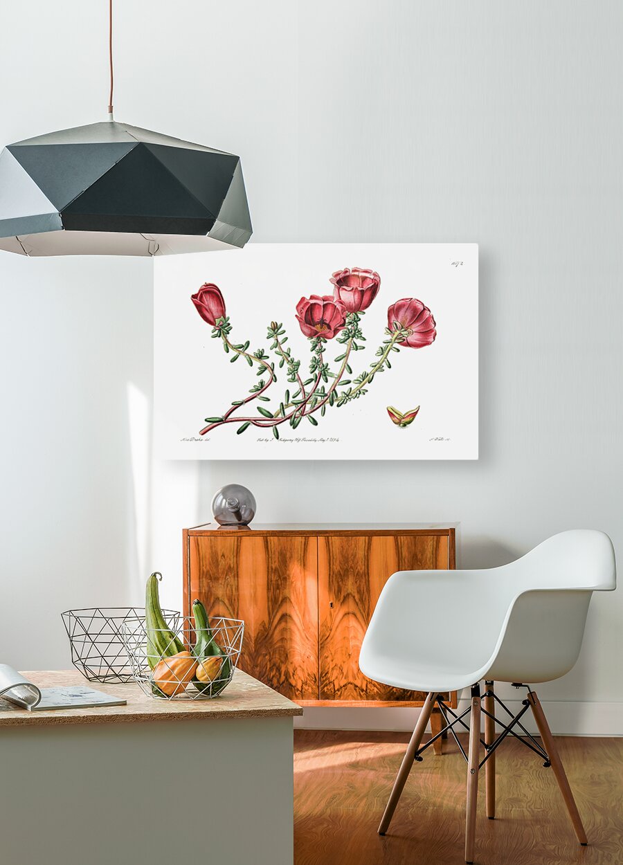 Dr. Gillies purslane from Edwards Botanical Register 1829-1847  by Sydenham Edwards John Lindley and James Ridgway.  HD Metal print with Floating Frame on Back