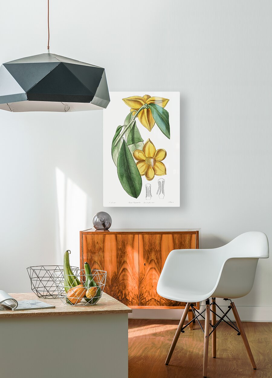 Laurel-leaved custard apple from Edwards Botanical Register 1829-1847  by Sydenham Edwards John Lindley and James Ridgway.  HD Metal print with Floating Frame on Back