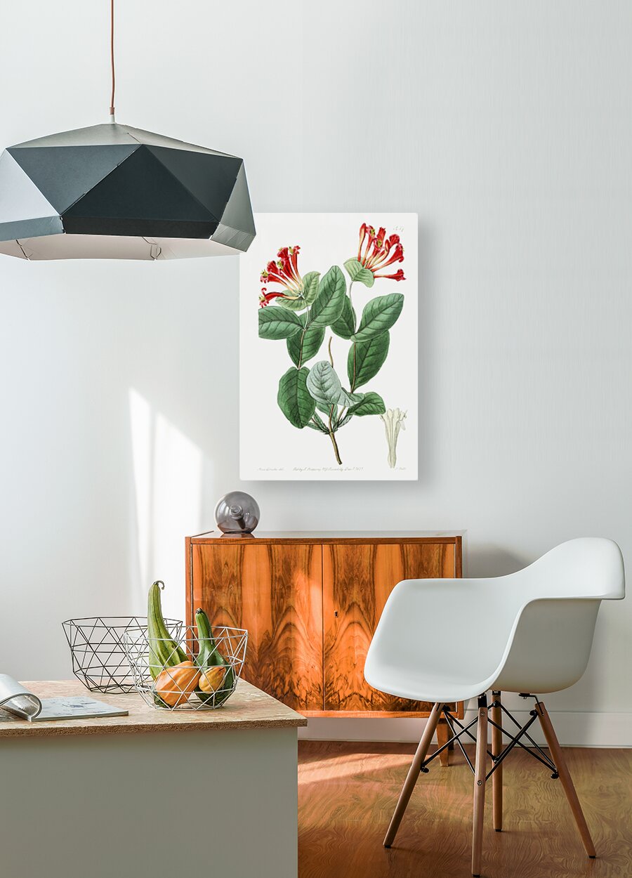 The north-west honeysuckle from Edwards Botanical Register 1829-1847  by Sydenham Edwards John Lindley and James Ridgway.  HD Metal print with Floating Frame on Back