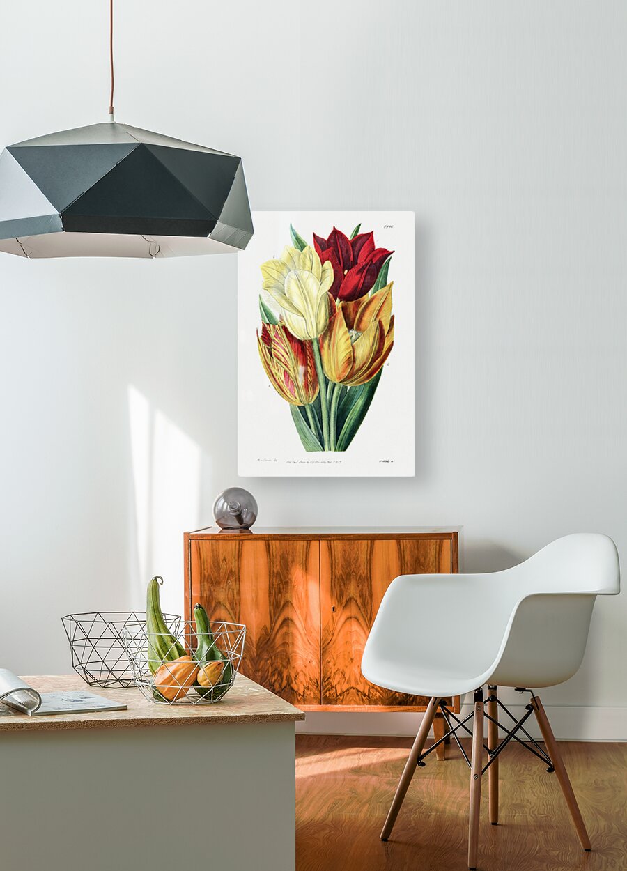 Rough stemmed tulip from Edwards Botanical Register 1829-1847  by Sydenham Edwards John Lindley and James Ridgway.  HD Metal print with Floating Frame on Back