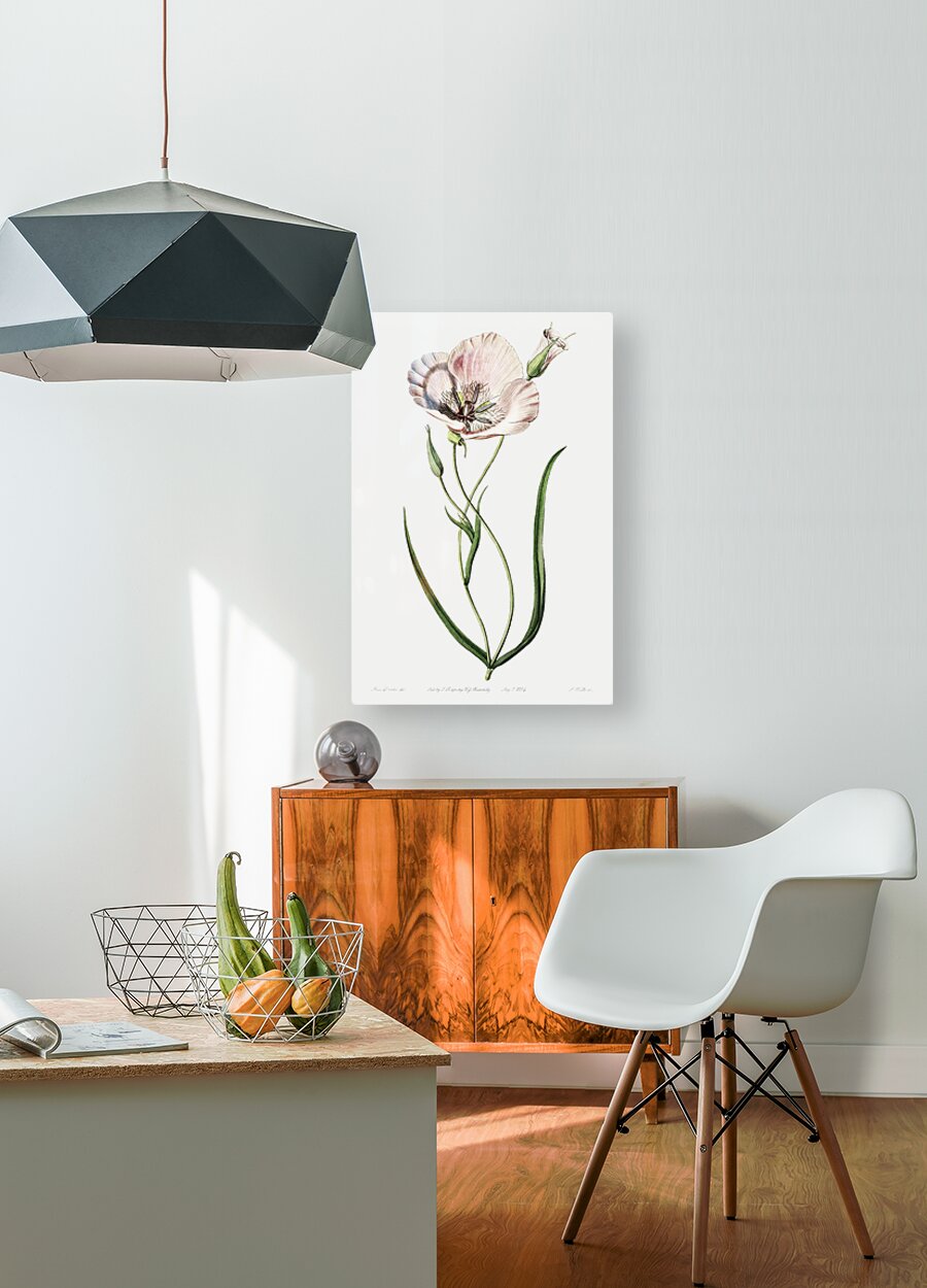 atiny calochortus from Edwards Botanical Register 1829-1847  by Sydenham Edwards John Lindley and James Ridgway.  HD Metal print with Floating Frame on Back