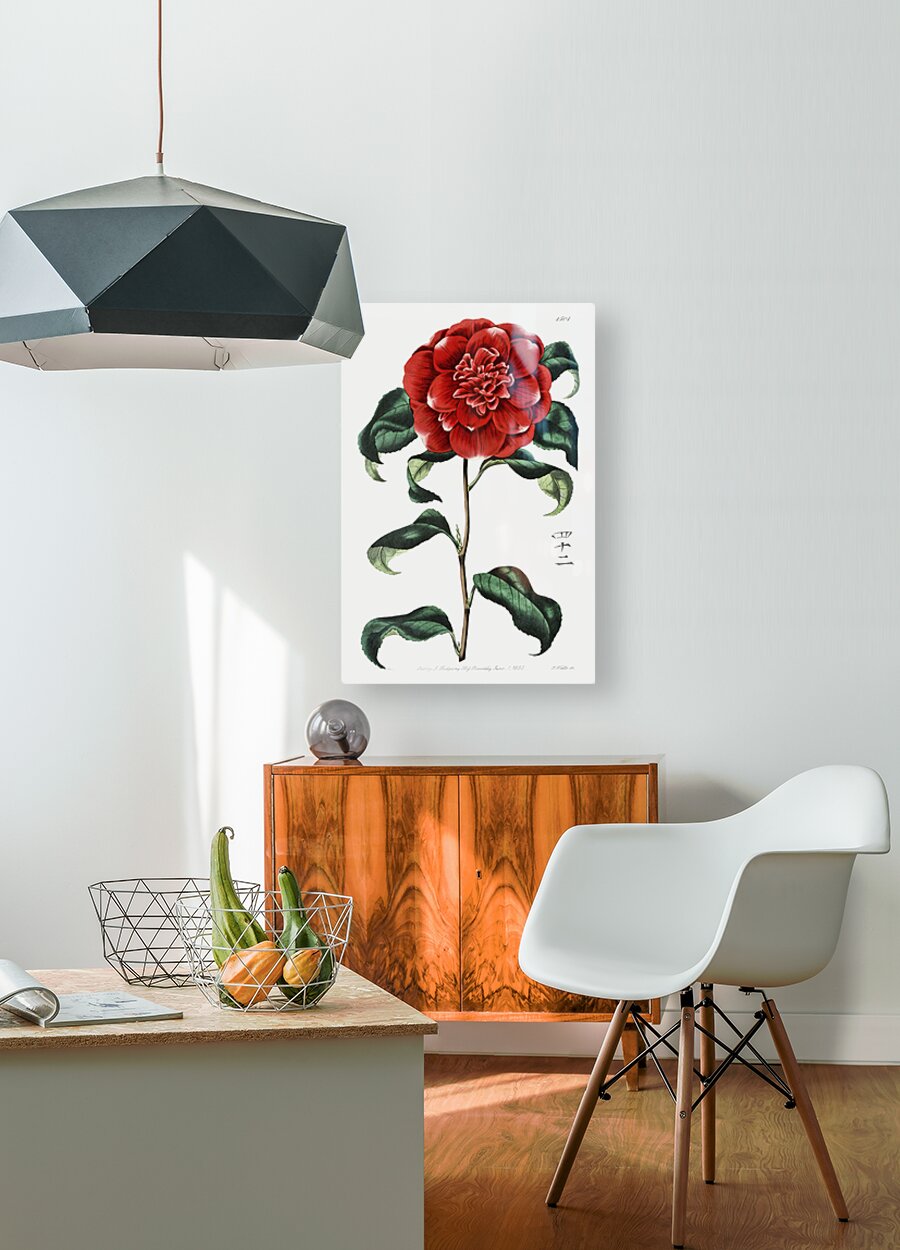 Mr. Reevess crimson camellia from Edwards Botanical Register 1829-1847  by Sydenham Edwards John Lindley and James Ridgway.  HD Metal print with Floating Frame on Back