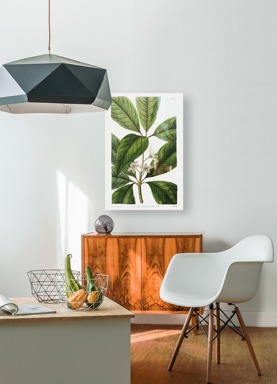 Large-leaved tristania from Edwards Botanical Register 1829-1847  by Sydenham Edwards John Lindley and James Ridgway.  HD Metal print with Floating Frame on Back