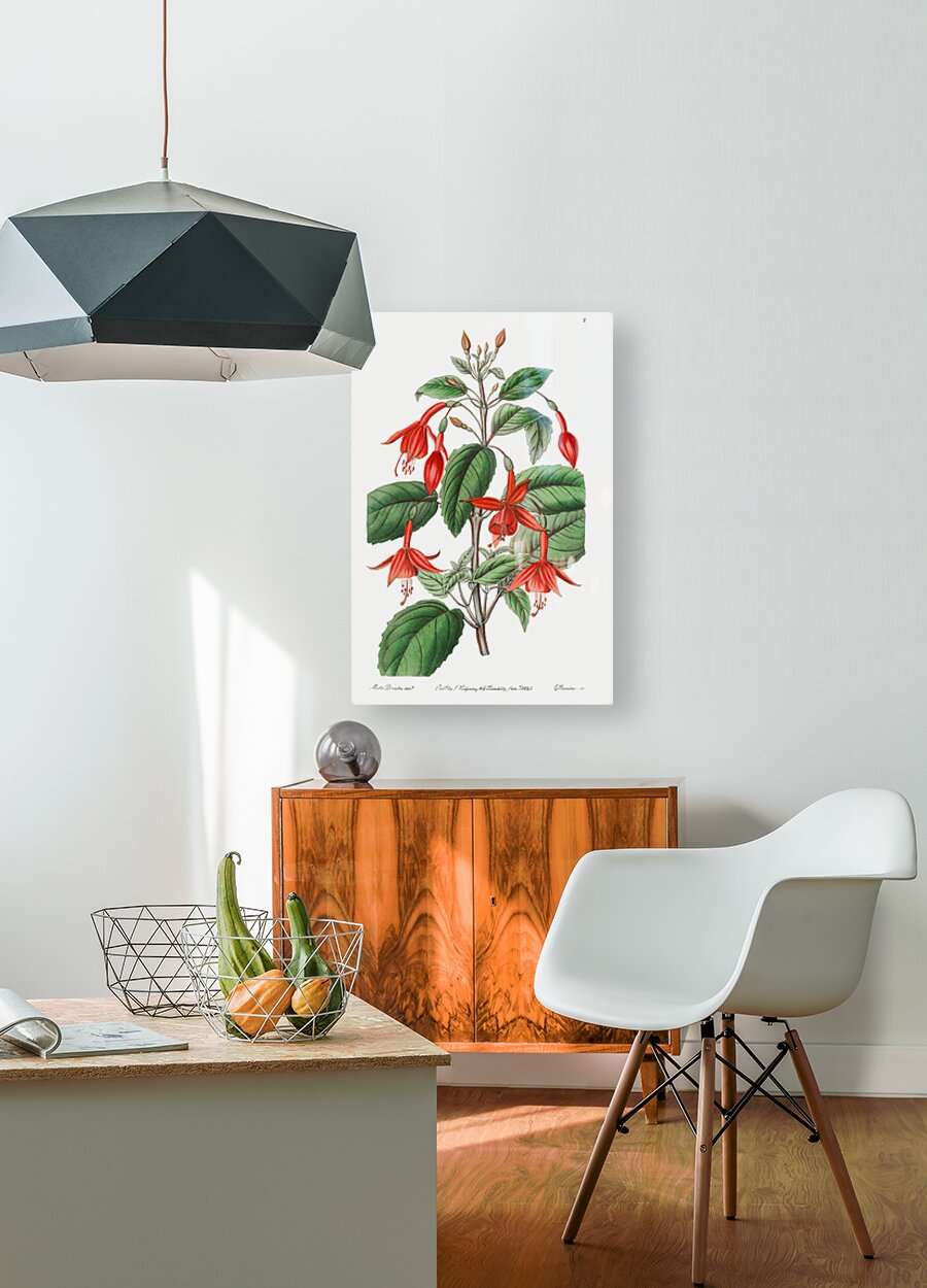 Standishs fuchsia from Edwards Botanical Register 1829-1847  by Sydenham Edwards John Lindley and James Ridgway.  HD Metal print with Floating Frame on Back