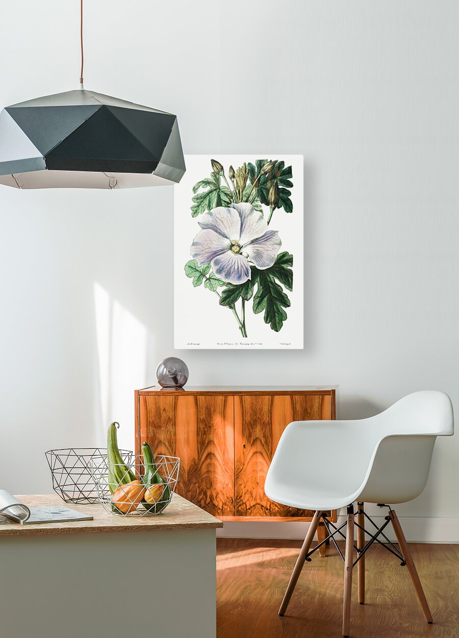 Mrs. Wrays hibiscus from Edwards Botanical Register 1829-1847  by Sydenham Edwards John Lindley and James Ridgway.  HD Metal print with Floating Frame on Back