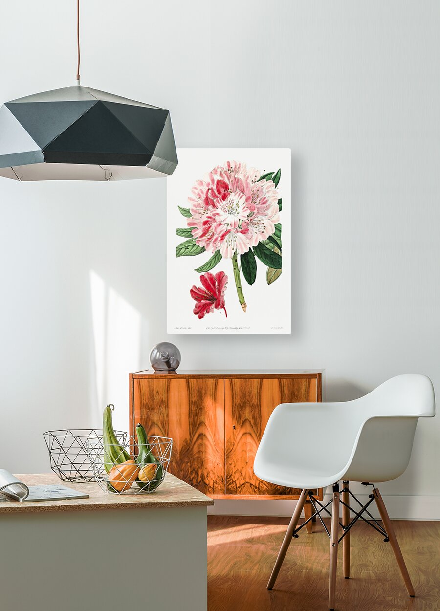 The lovely rhododendron from Edwards Botanical Register 1829-1847  by Sydenham Edwards John Lindley and James Ridgway.  HD Metal print with Floating Frame on Back