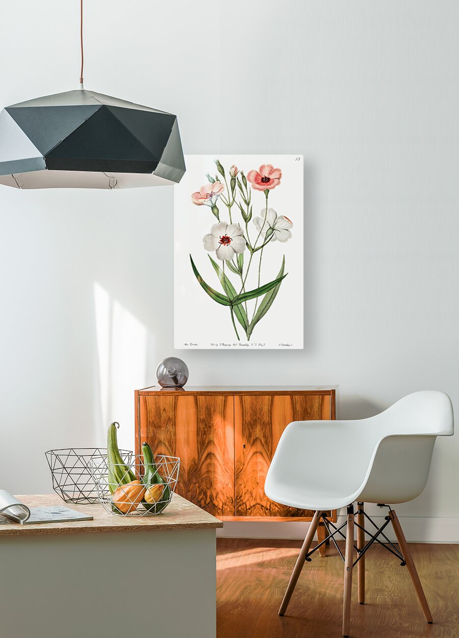 Dark-eyed viscaria from Edwards Botanical Register 1829-1847  by Sydenham Edwards John Lindley and James Ridgway.  HD Metal print with Floating Frame on Back