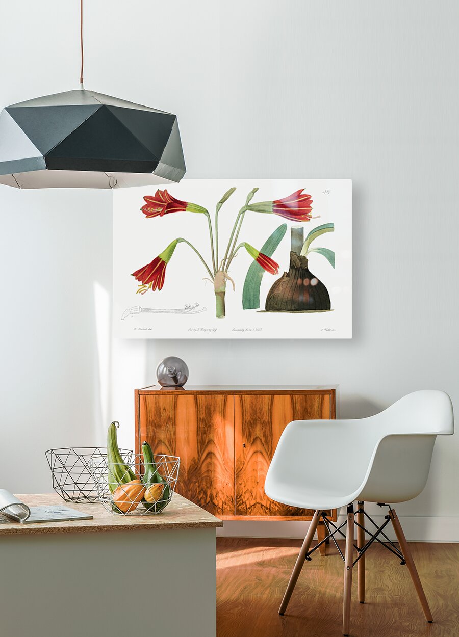 Habranthus phycelloides from Edwards Botanical Register 1829-1847  by Sydenham Edwards John Lindley and James Ridgway.  HD Metal print with Floating Frame on Back