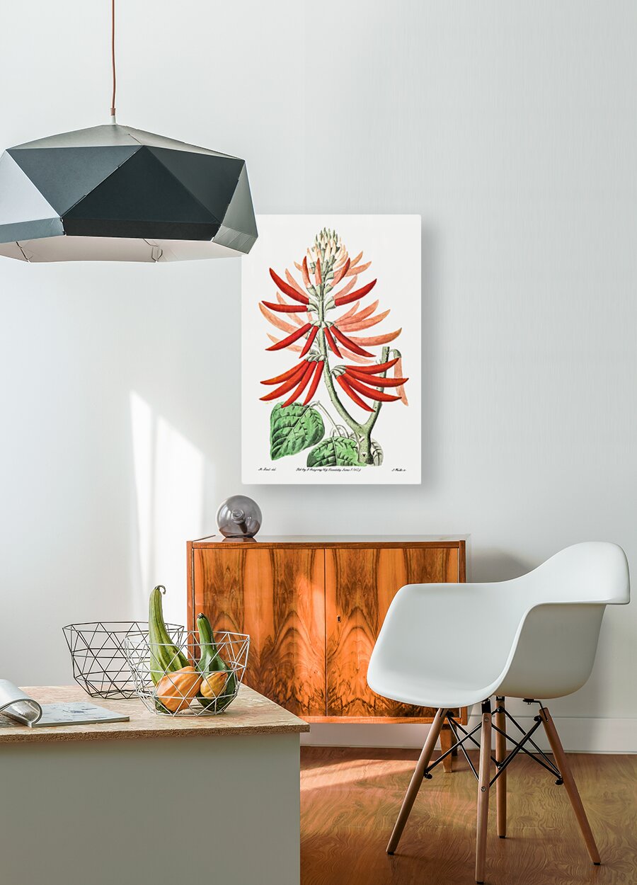 Naked-flowering Erythrina from Edwards Botanical Register 1829-1847  by Sydenham Edwards John Lindley and James Ridgway.  HD Metal print with Floating Frame on Back