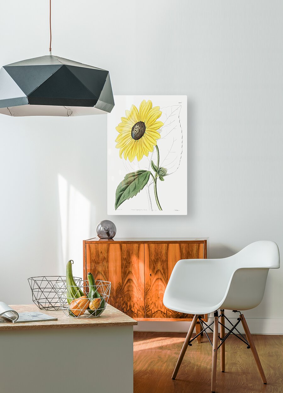 Californian Sunflower from Edwards Botanical Register 1829-1847  by Sydenham Edwards John Lindley and James Ridgway.  HD Metal print with Floating Frame on Back