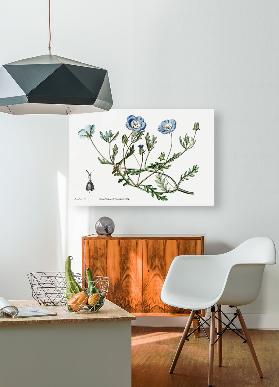 Shewy nemophila from Edwards Botanical Register 1829-1847  by Sydenham Edwards John Lindley and James Ridgway.  HD Metal print with Floating Frame on Back
